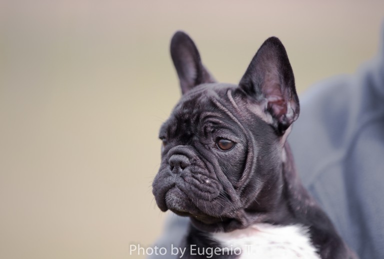 CH TALAURI DELIRIUM TREMENS, Bulldog Francés de TALAURI