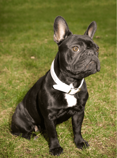 INDIRA D'MAGAMURC, Bulldog Francés de TALAURI