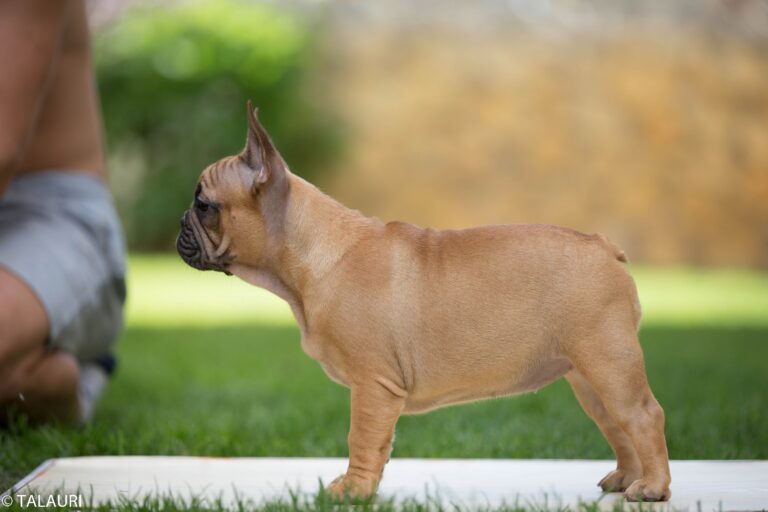 TALAURI KATALEYA, Bulldog Francés de TALAURI