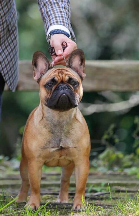 TALAURI MATILDA, Bulldog Francés de TALAURI