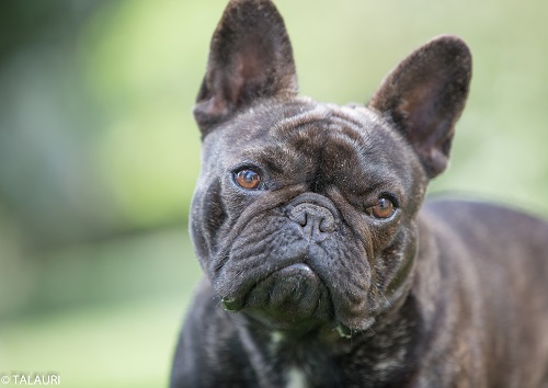 REMEMBER ME BY LA VILLARENSE, Bulldog Francés de TALAURI