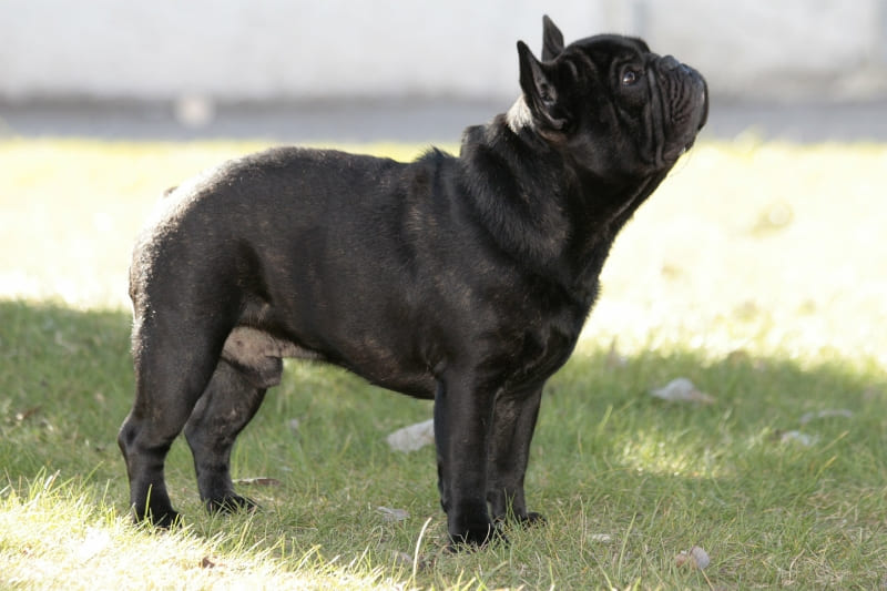 NAPOLEON D'MAGAMURC, Bulldog Francés de TALAURI