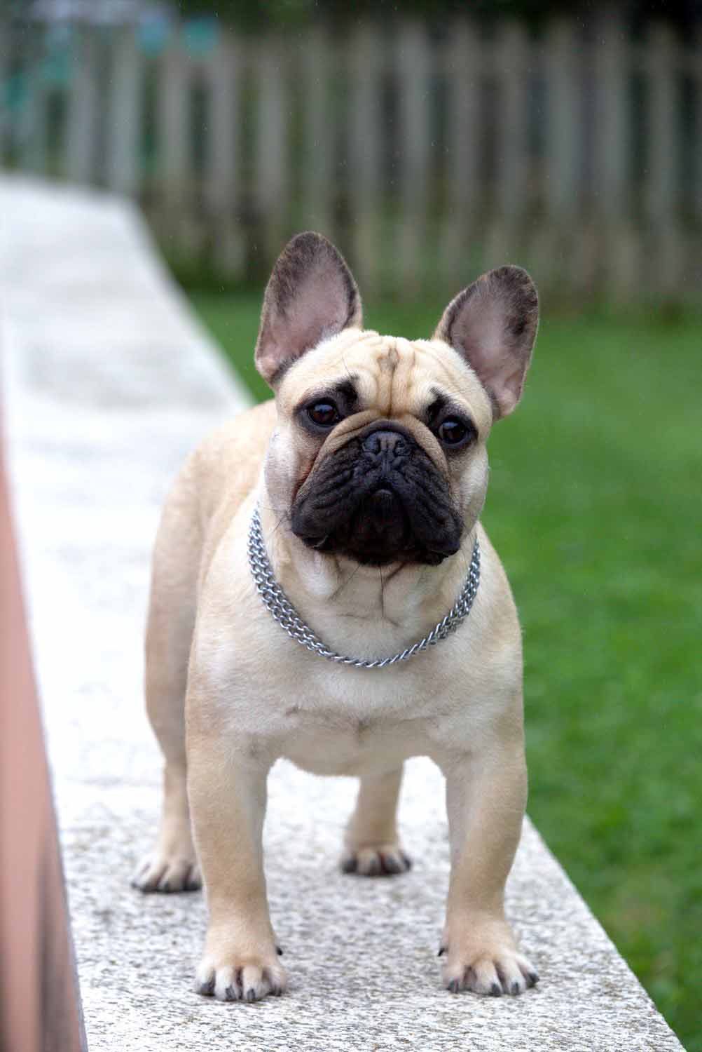 ROZELDOGUE CHARLIE HEBDO, Bulldog Francés de TALAURI
