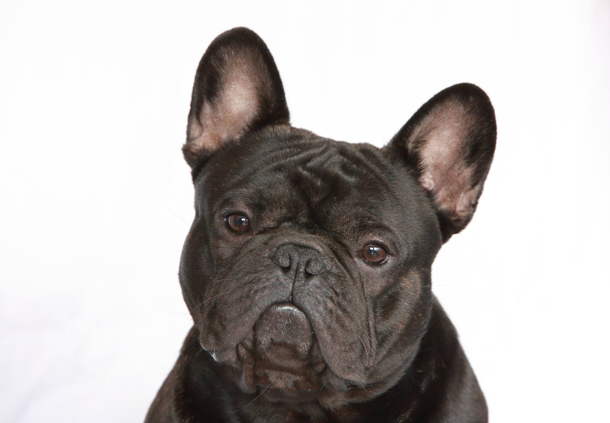 TALAURI BARBIE KILLER, Bulldog Francés de TALAURI