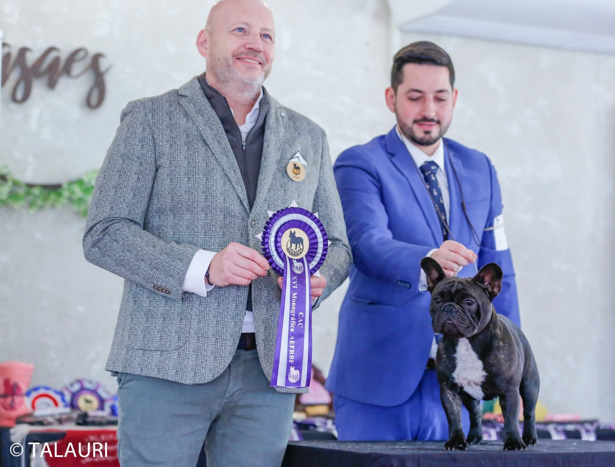 Bulldog Francés de TALAURI premiado con roseta CAC en exposición monográfica